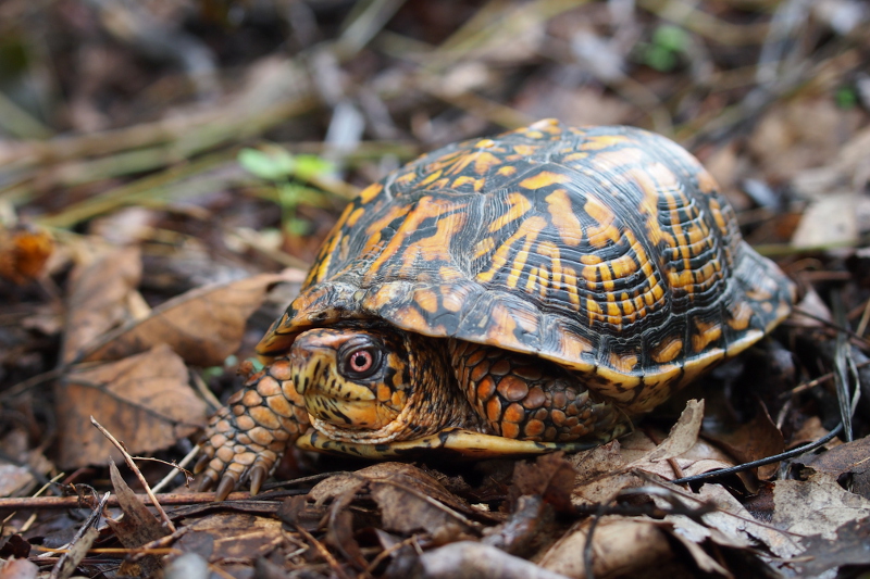 Box turtle (Terrapene carolina carolina). Credit: Sally Ray